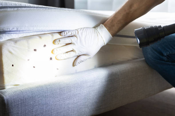 Best Emergency Pest Control  in Navajo, NM